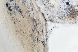 Environmental Consulting for Mold Prevention in Roodhouse, IL